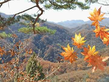 杞县今日大蒜市场价格更新